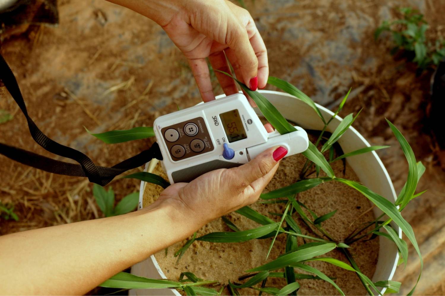 Person using a digital device on a plant.  A  SPAD Chlorophyll meter to track optimize crop health and nutrient supply